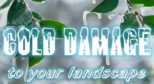 Will The Cold Winter Damage My Grass?