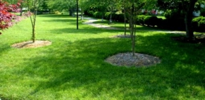 5 Tips for Greener Summer Grass